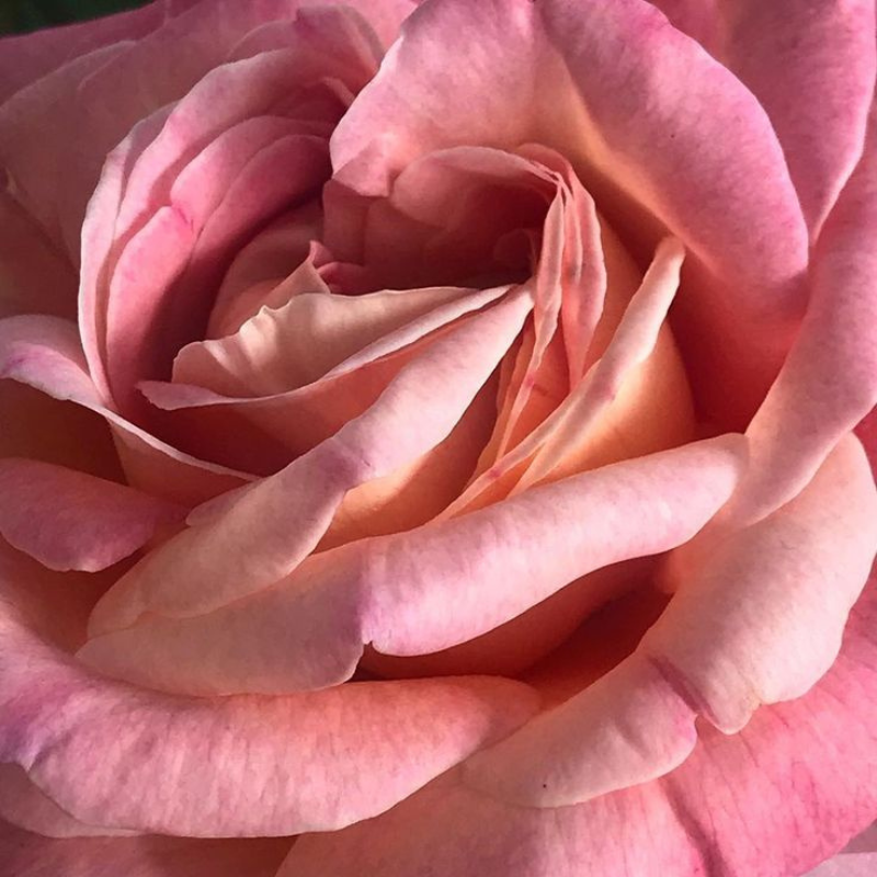 Rose Exfoliating Soap Bar